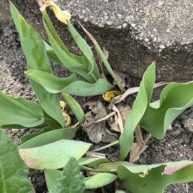 Photo of the plant species Glacier Lily by @SolidMossfern41 named Rosa on Greg, the plant care app