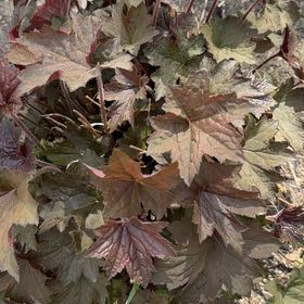 Photo of the plant species Asiatic Crane's Bill by @SolidMossfern41 named Baesil on Greg, the plant care app
