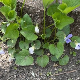 Photo of the plant species Common Blue Violet by @SolidMossfern41 named Girlfrond on Greg, the plant care app