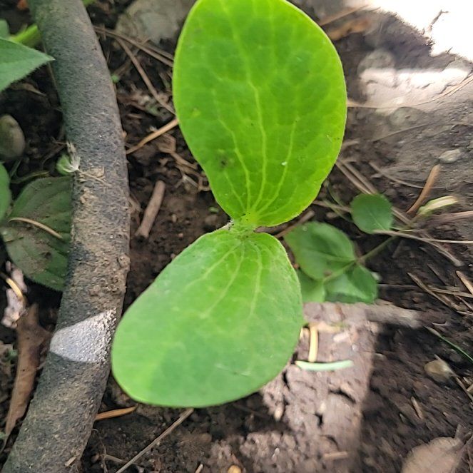 Photo of the plant species Wild Cucumber by @ModelSquash88 named Naomi on Greg, the plant care app