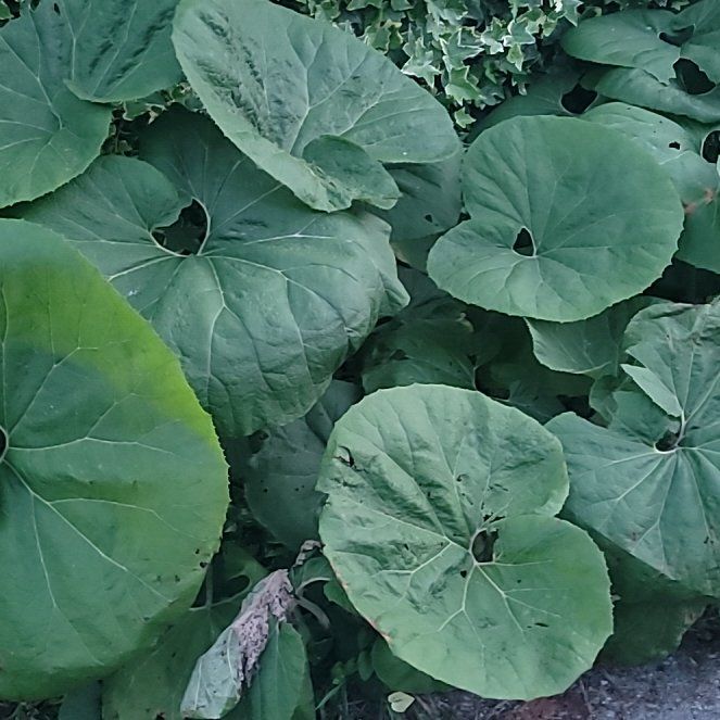 Photo of the plant species Leopard Plant by @ModelSquash88 named Curie on Greg, the plant care app