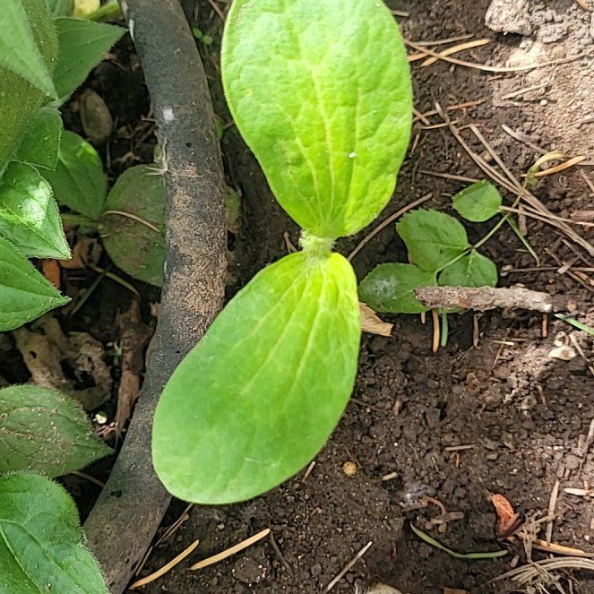 Photo of the plant species Wild Cucumber by @ModelSquash88 named Prince on Greg, the plant care app
