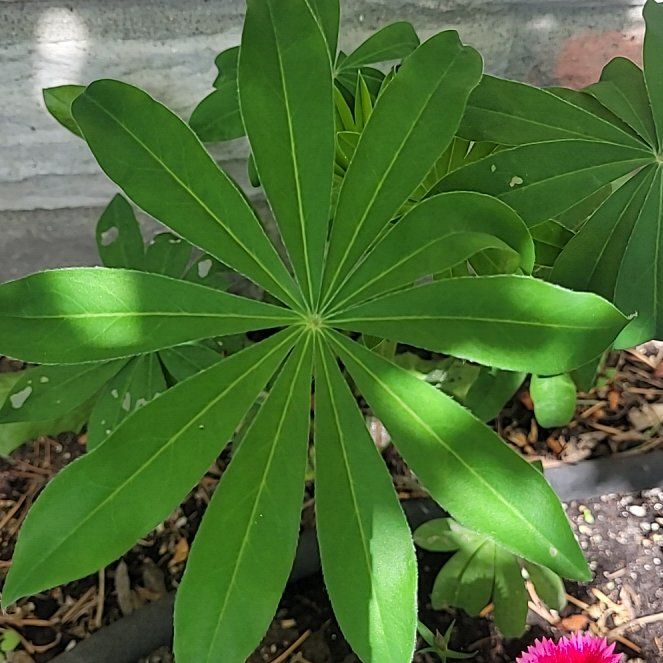 Photo of the plant species Big-Leaved Lupine by @ModelSquash88 named Madonna on Greg, the plant care app