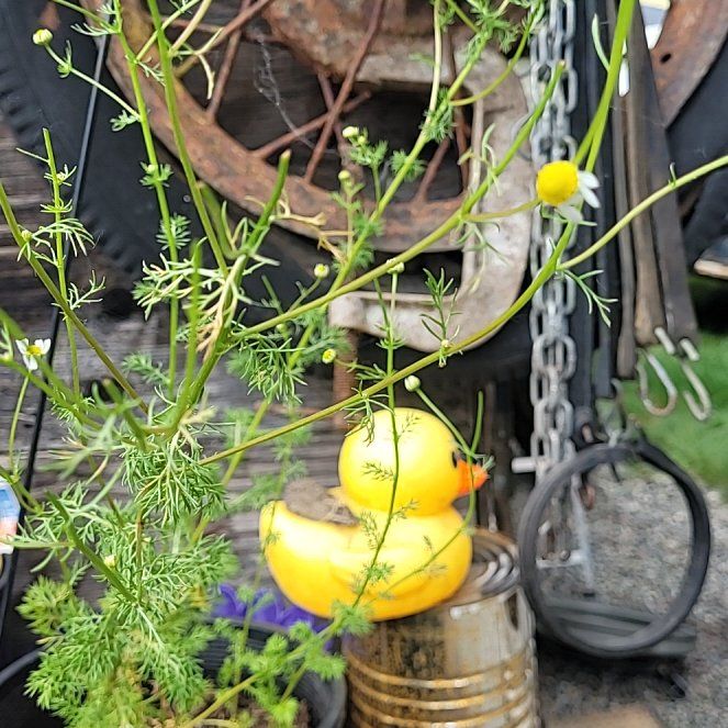 Photo of the plant species German Chamomile by @ModelSquash88 named Eva on Greg, the plant care app