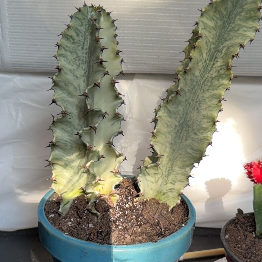 Photo of the plant species Variegated African Candelabra by @HelpmateLime38 named Ellie and Dina on Greg, the plant care app