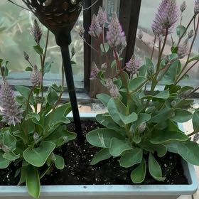 Photo of the plant species Joey Ptilotus by @FunnyBarley67 named Huckleberry Fern on Greg, the plant care app