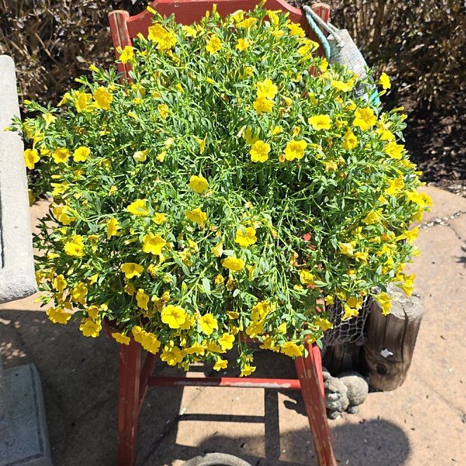 Photo of the plant species Sneezeweed by @TopCallalily2 named Taylor Swift on Greg, the plant care app