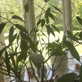 Photo of the plant species Brown Turkey Fig by @VividSeaoats86 named Morgan Treeman on Greg, the plant care app