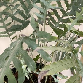 Photo of the plant species Kangaroo Paw Fern by @VividSeaoats86 named James Dean on Greg, the plant care app