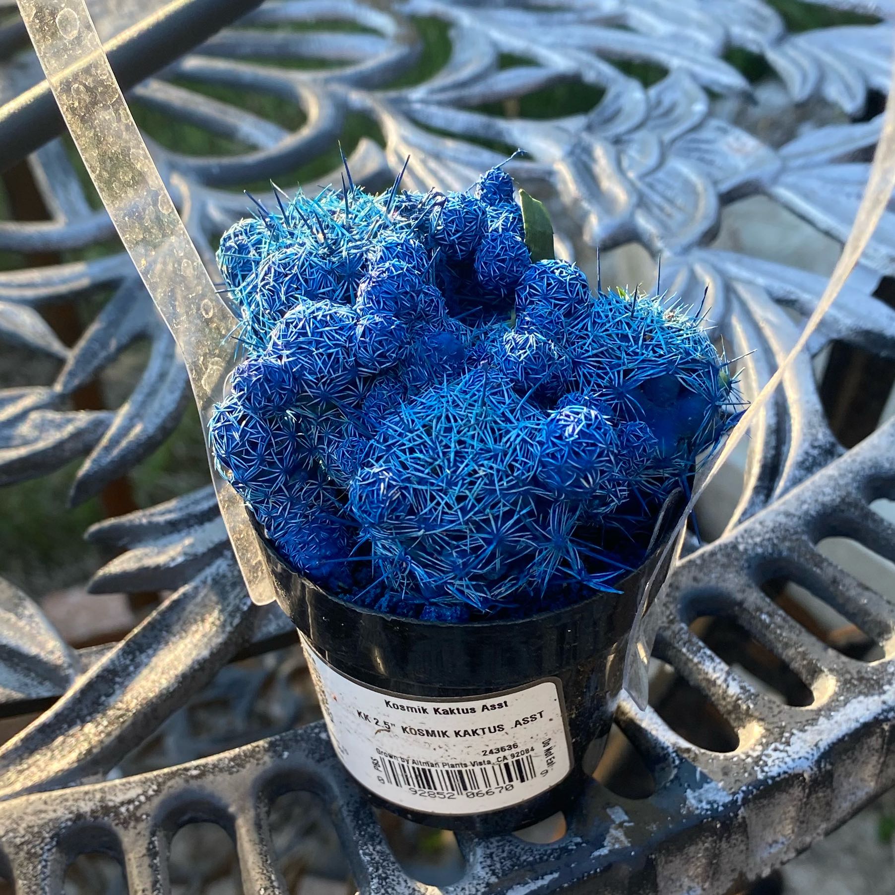 Photo of the plant species Goat's Horn Cactus by @TotalCatnip55 named Gerald on Greg, the plant care app