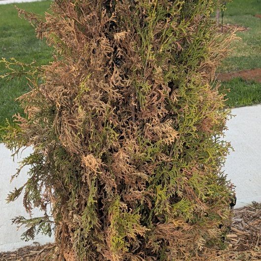 Photo of the plant species White Cedar 'Jantar' by @SoigneViolet5 named Sol on Greg, the plant care app