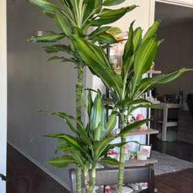 Photo of the plant species Dracaena Cintho by @PerkyMaylily41 named Gregarious on Greg, the plant care app