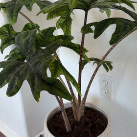 Photo of the plant species Alocacia Jacklyn by @PerkyMaylily41 named Monster Jackie on Greg, the plant care app