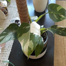 Photo of the plant species Philodendron 'White Wizard' by @PerkyMaylily41 named Walt on Greg, the plant care app