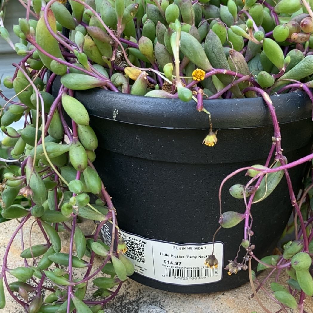 Photo of the plant species Ruby Necklace by @LeadBluehaze43 named Ruby on Greg, the plant care app
