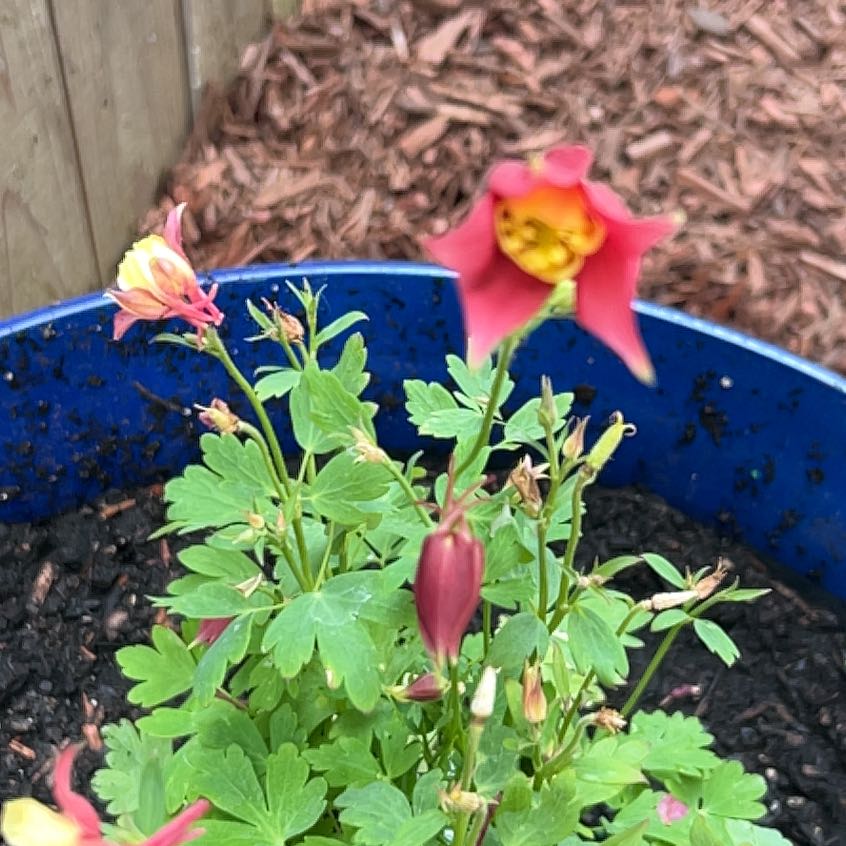 Photo of the plant species Common Columbine by @SirWoreya36 named Rihanna on Greg, the plant care app