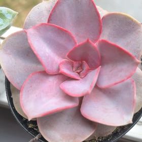 Photo of the plant species Echeveria Red Skye by @TopMoss30 named Blossom on Greg, the plant care app