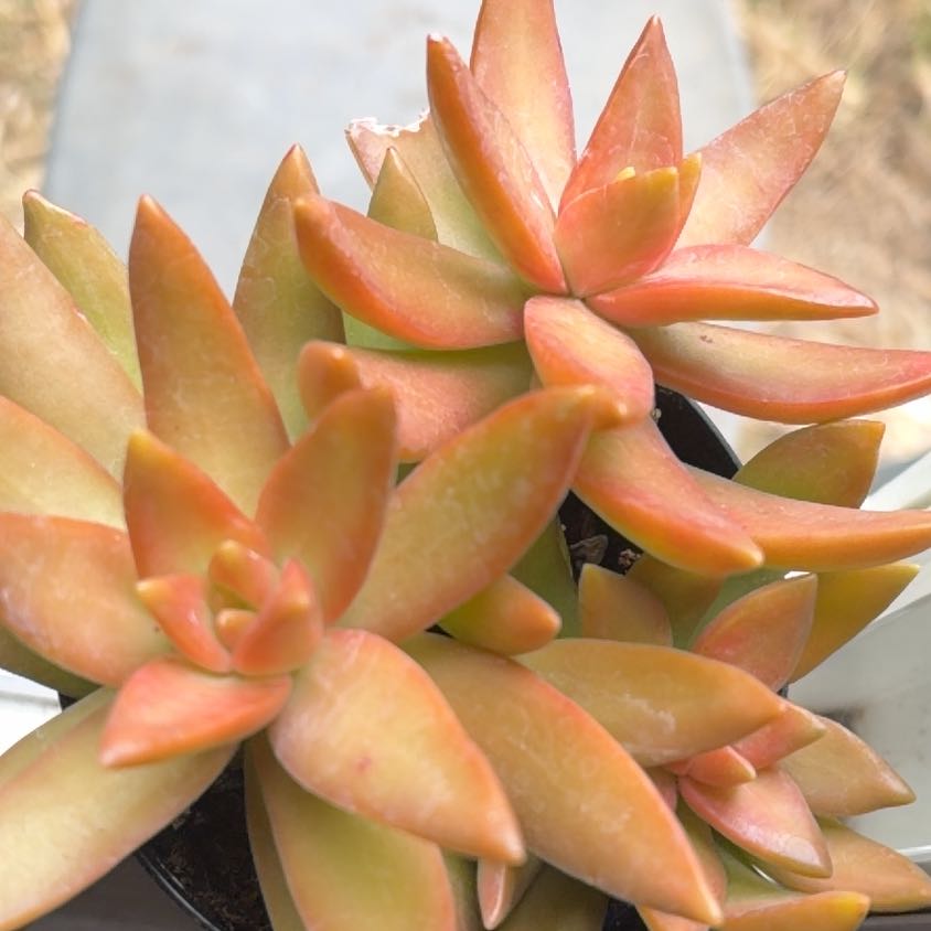 Photo of the plant species Sedum Adolphi Sunset by @TopMoss30 named Buttercup on Greg, the plant care app