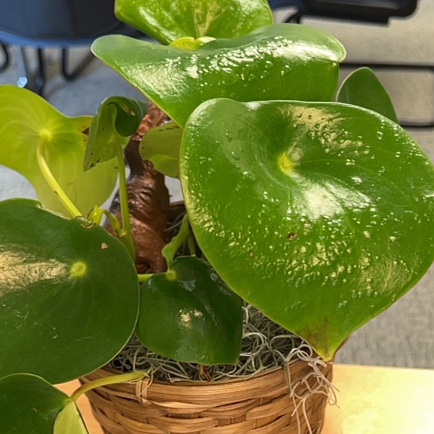 Raindrop Peperomia plant in a woven basket with glossy, heart-shaped leaves.