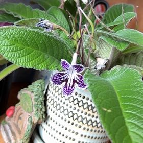 Photo of the plant species Streptocarpus 'Ladyslippers Grape Ice' by @Sarrahusere0bb5a94 named Libby on Greg, the plant care app