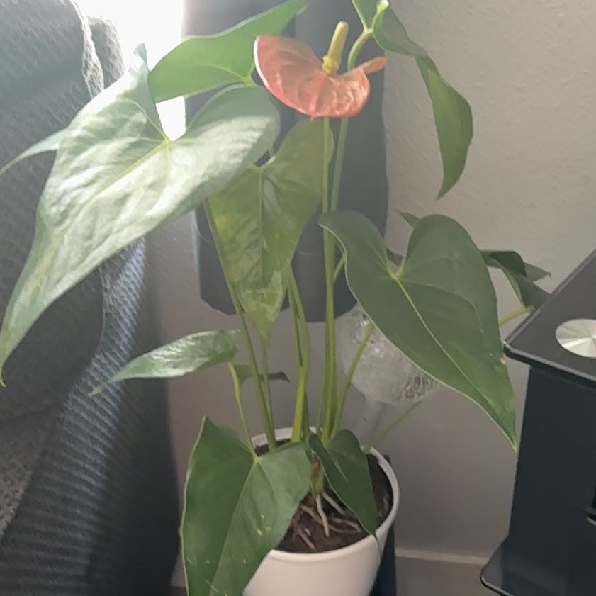 Photo of the plant species Anthurium cirano by @FirstBaytree70 named Aria on Greg, the plant care app
