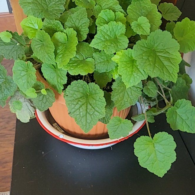Photo of the plant species Tolmiea Menziesii by @FreePlanera9 named Harper on Greg, the plant care app