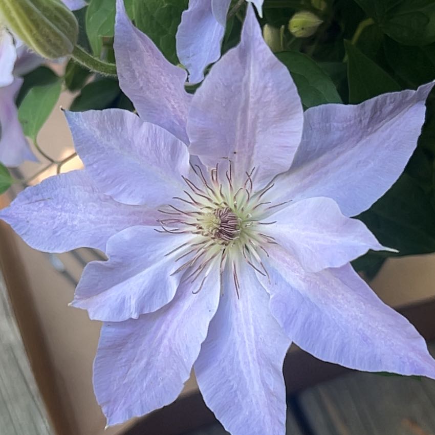 Photo of the plant species Clematis 'Tranquilite' by @MeticulousMum named Keanu Leaves on Greg, the plant care app