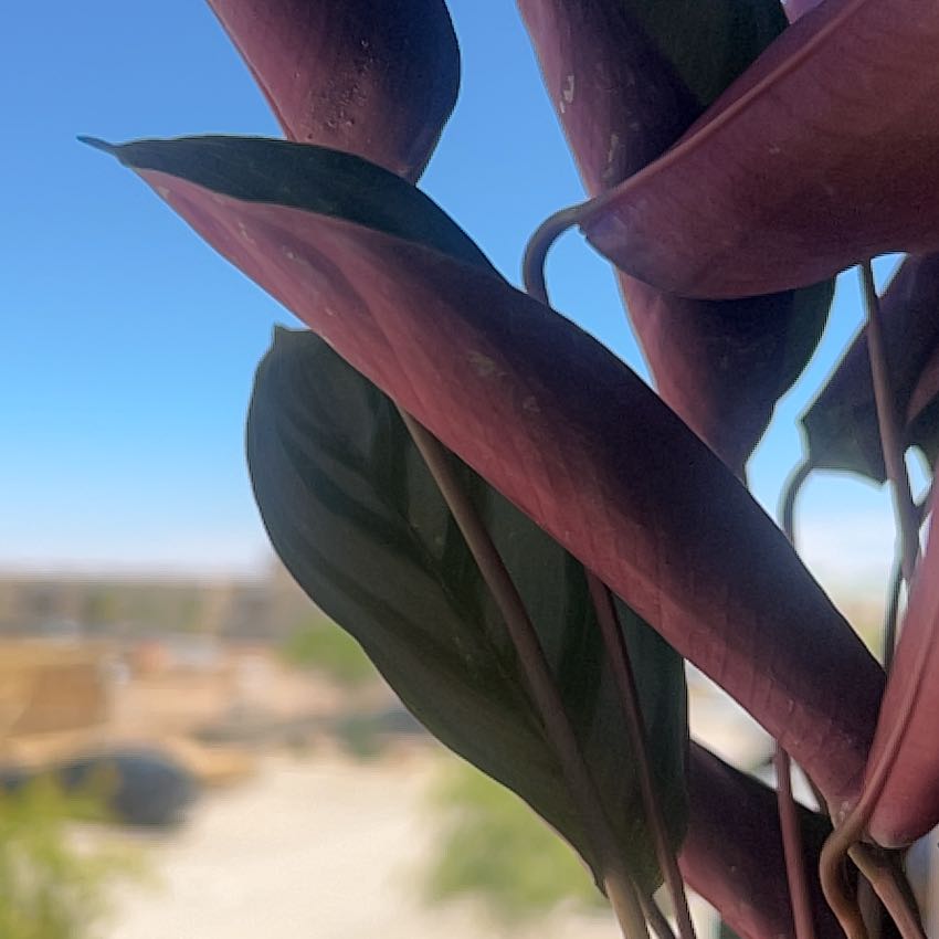 Photo of the plant species Calathea Grey Star by @MerryCebenese3 named Lemmey on Greg, the plant care app