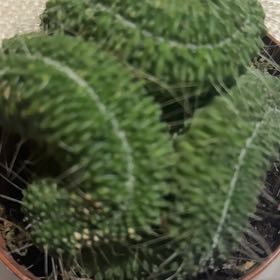 Photo of the plant species Crested Golden Barrel Cactus by @InnocentPilea named Leonardo on Greg, the plant care app