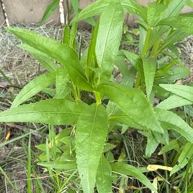Photo of the plant species Obedient Plant by @HipHoya87 named Bella on Greg, the plant care app
