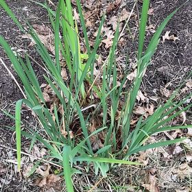 Photo of the plant species Blue Flag by @HipHoya87 named Girlfrond on Greg, the plant care app