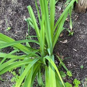 Photo of the plant species Beach Spiderlily by @HipHoya87 named James Dean on Greg, the plant care app