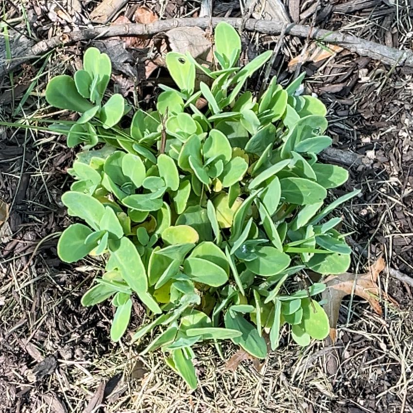 Photo of the plant species Blue Wild Indigo by @HipHoya87 named Kendall on Greg, the plant care app