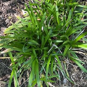 Photo of the plant species Big Blue Lilyturf by @HipHoya87 named Diana on Greg, the plant care app