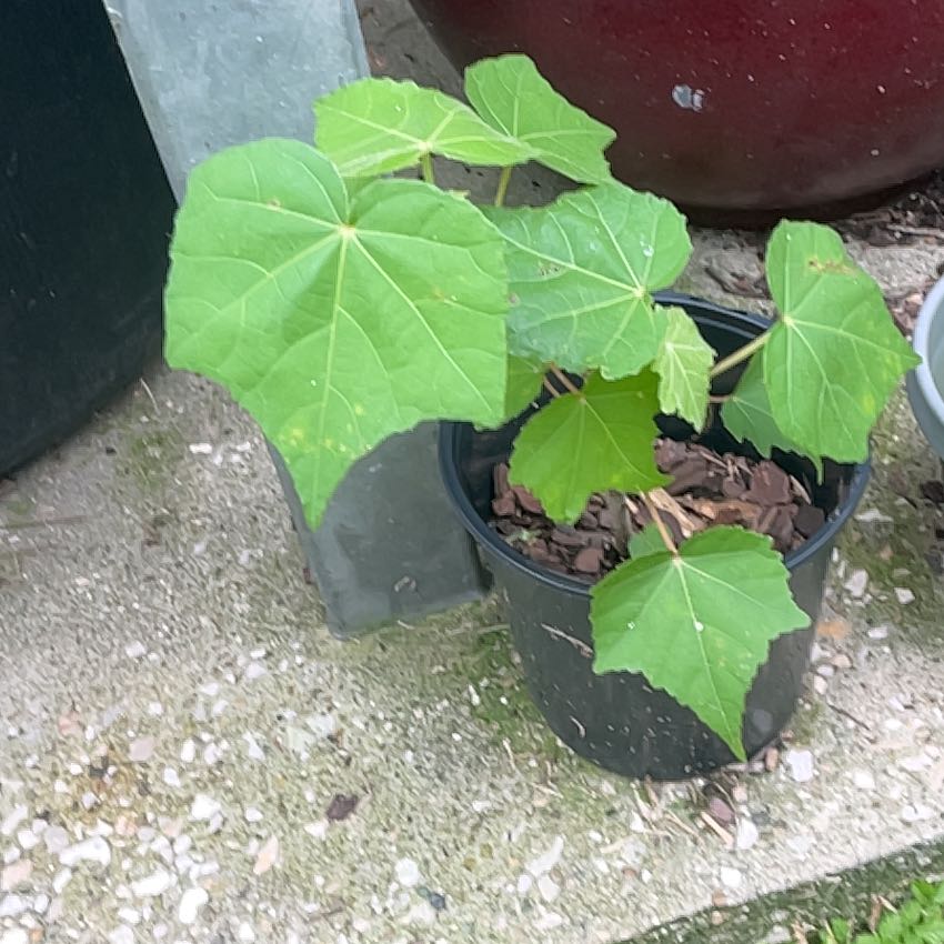 Photo of the plant species Cotton Rosemallow by @TryCorncob95 named Anne on Greg, the plant care app