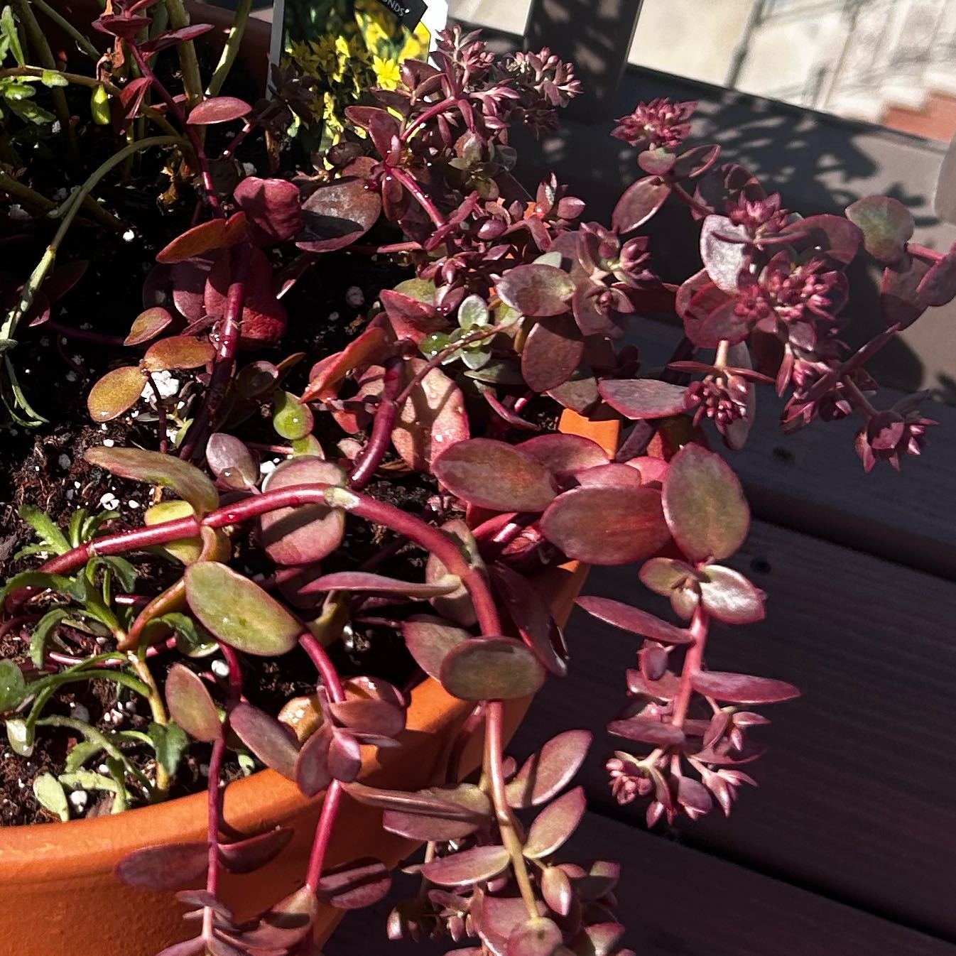 Photo of the plant species Sunsparkler Sedum by @AngelOakmoss62 named Kesha on Greg, the plant care app