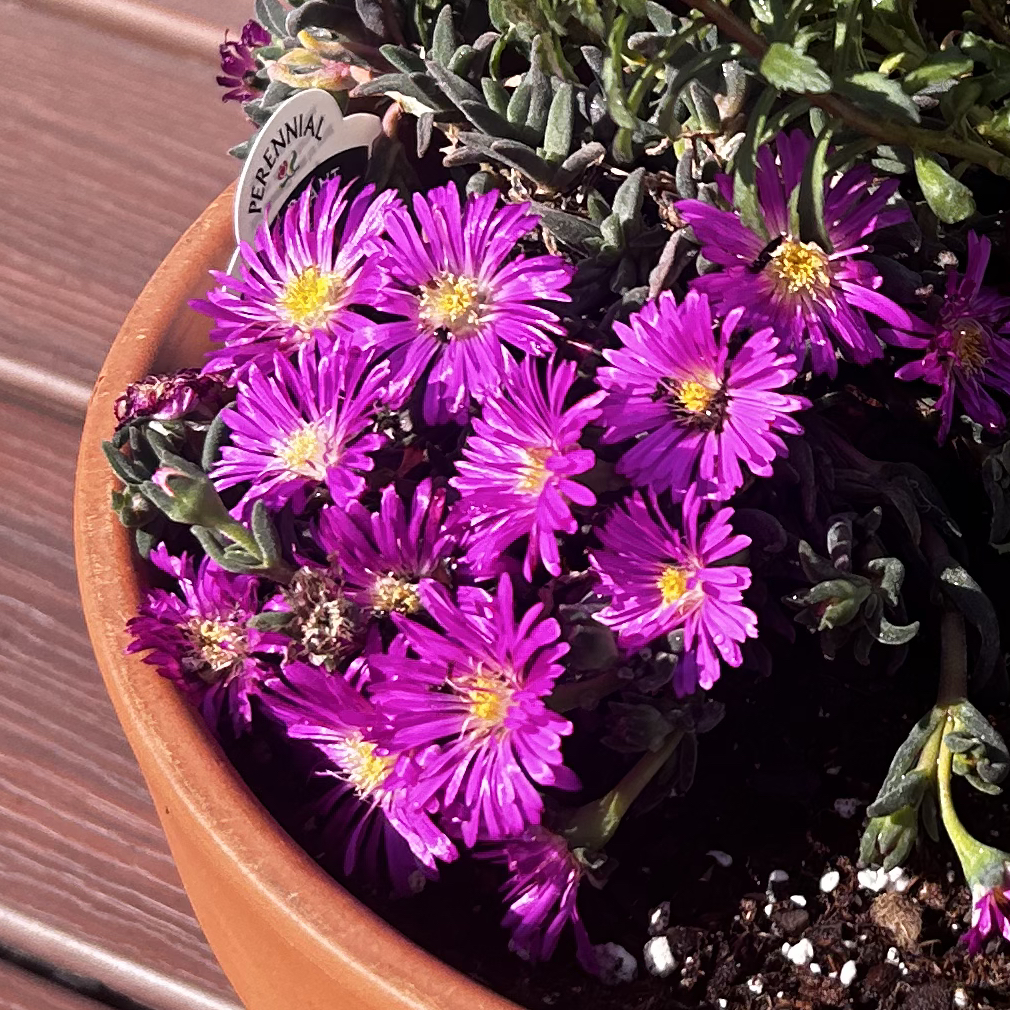 Photo of the plant species Delosperma 'Ocean Sunset Violet' by @AngelOakmoss62 named Mando on Greg, the plant care app