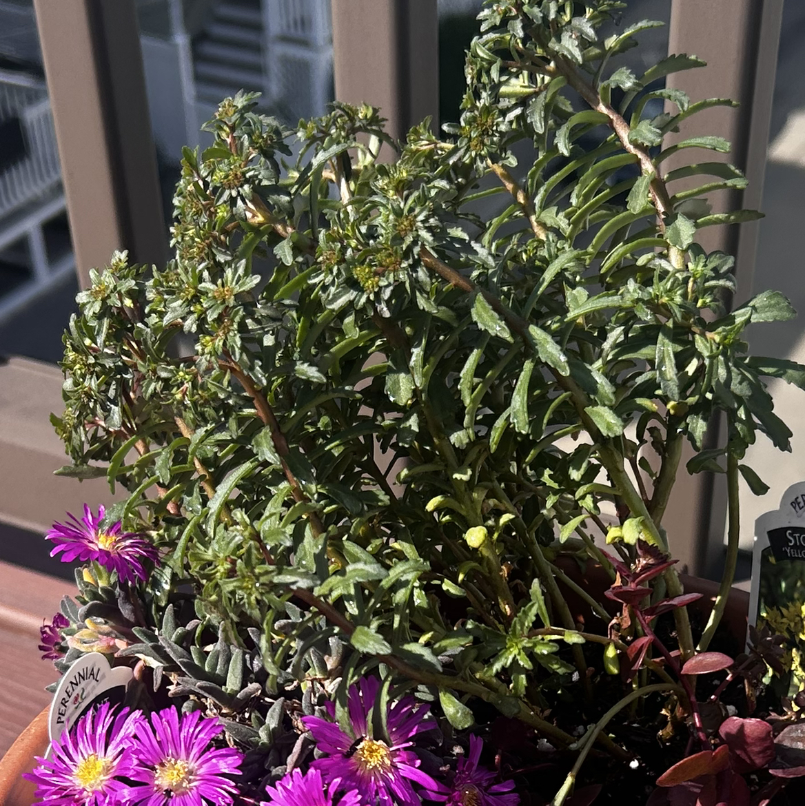 Photo of the plant species Sedum 'Yellow Diamonds' by @AngelOakmoss62 named Rainier on Greg, the plant care app