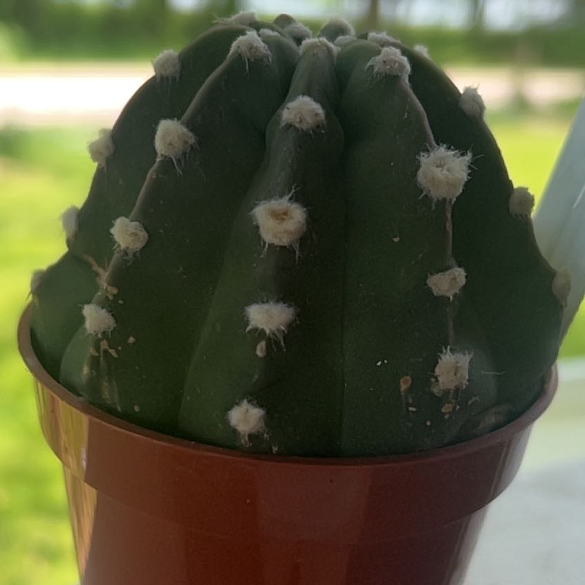 Photo of the plant species Hairbrush by @IntenseBagpod35 named Doja Cat on Greg, the plant care app