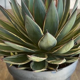 Photo of the plant species Queen Victoria Agave by @SuaveLeafydaisy named Lavender on Greg, the plant care app