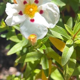 Photo of the plant species Common Gum Cistus by @LushAster20 named Sproutacus on Greg, the plant care app