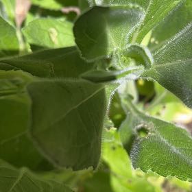 Photo of the plant species Mexican Sunflower by @LushAster20 named Forrest on Greg, the plant care app