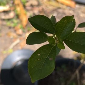 Photo of the plant species Mohintli by @LushAster20 named Queen on Greg, the plant care app