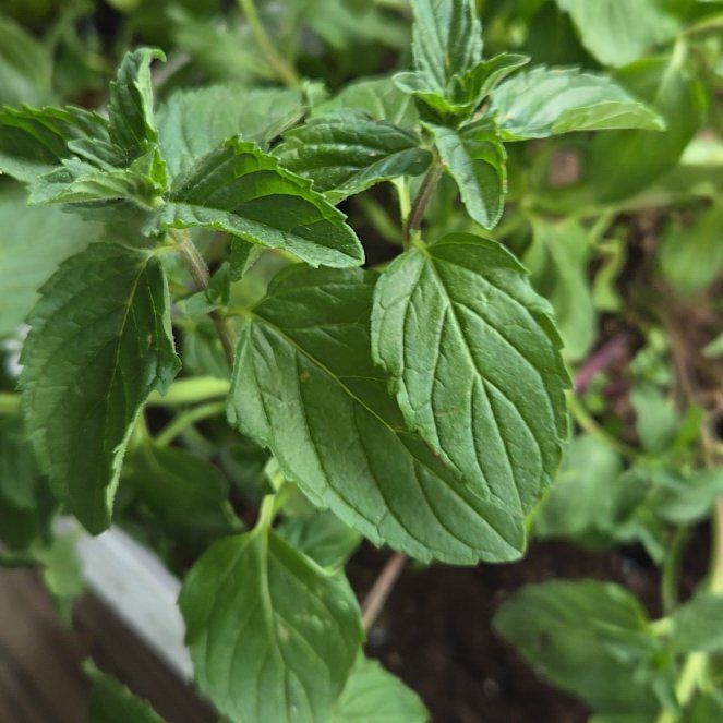 Photo of the plant species Watermint by @PiousMonstera31 named Austen on Greg, the plant care app