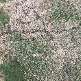 Photo of the plant species Bermuda Grass by @ZestfulRedsky65 named Sonora on Greg, the plant care app