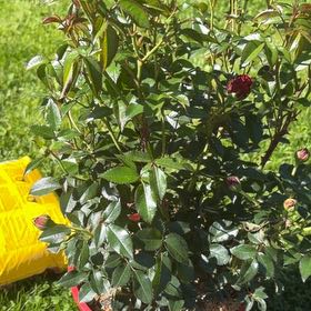 Photo of the plant species Evergreen Rose by @DearAloepepe65 named Rose Bush on Greg, the plant care app