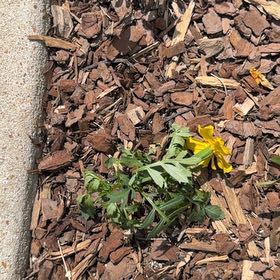 Photo of the plant species Butterweed by @ReallyRedsage20 named Remington on Greg, the plant care app