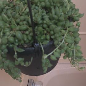 Photo of the plant species String of Tears by @KeyNikaupalm36 named Nina on Greg, the plant care app