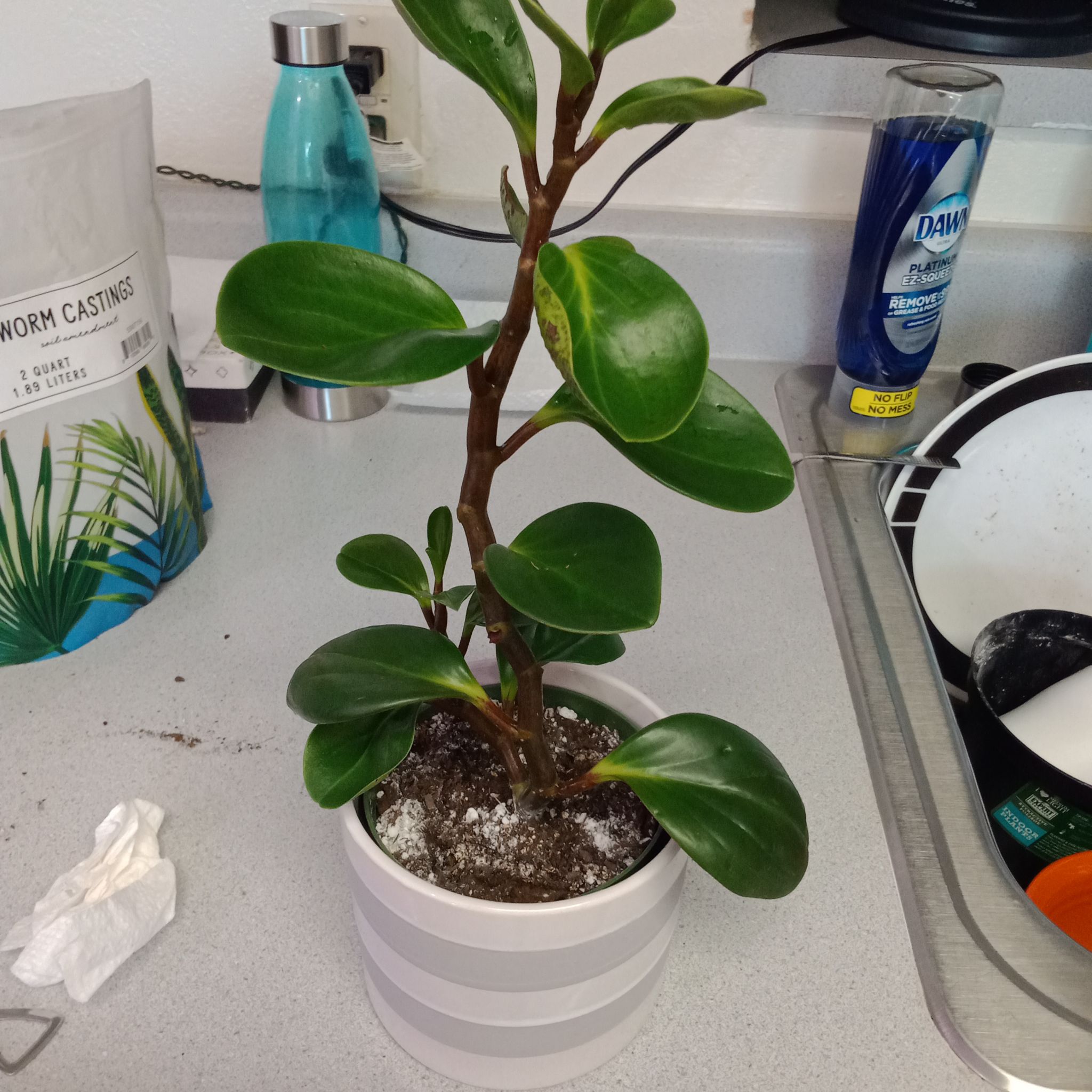 Peperomia Thailand plant in a white pot on a kitchen counter, healthy green leaves.
