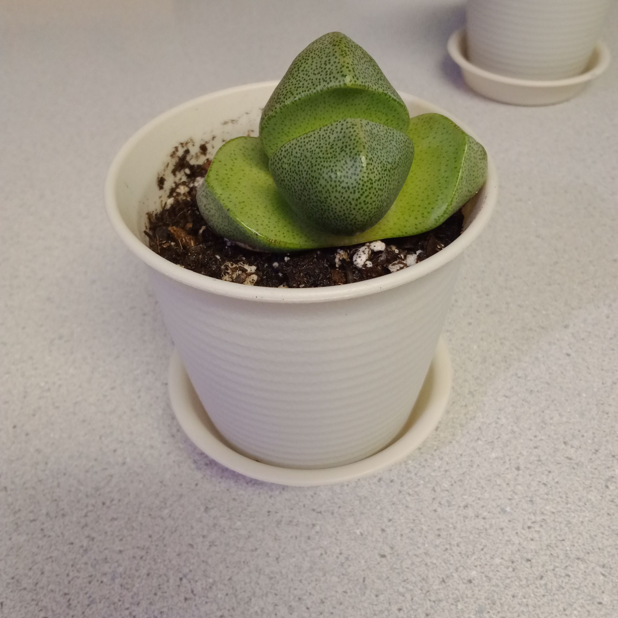 Split Rock plant (Pleiospilos nelii) in a white pot with visible soil.
